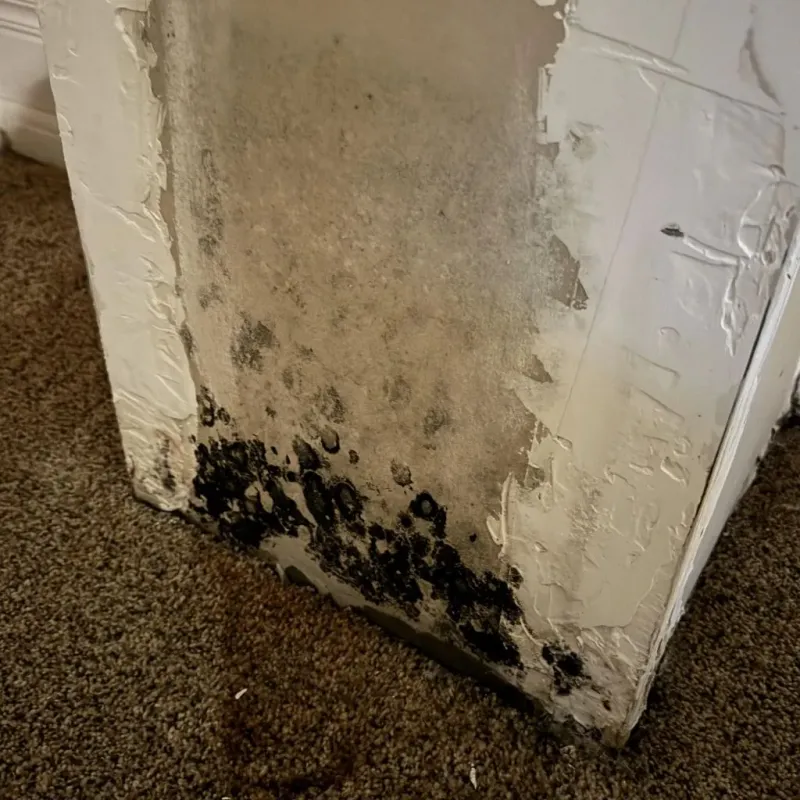 Professional Mold Removal in Macon County, GA